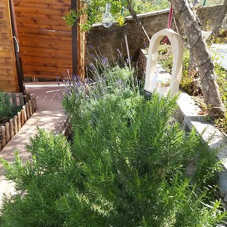 Jungle Jam * تروغير